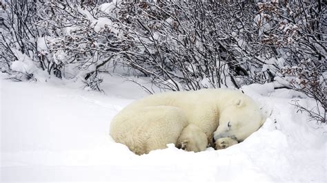 Fonds d'ecran Ours Ours blanc Neige Animaux télécharger photo