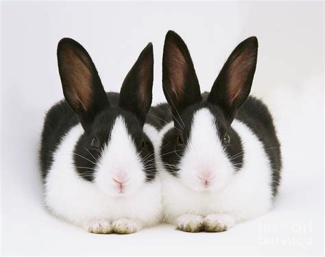 Traditional Dutch Bunny Animals And Pets, Baby Animals, Funny Animals ...