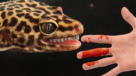 How To Stop Your Leopard Gecko Biting You!! - YouTube