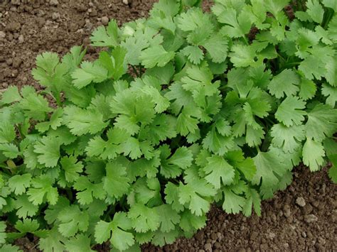 Tips For Growing Cilantro In the Garden