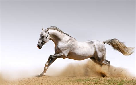 🔥 Download Horses Galloping Horse Gallop Manes Jumping Dust X HD ...