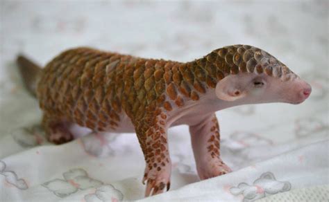 Baby Pangolin | Baby pangolin, Baby zoo animals, Pangolin