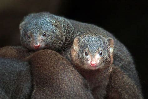 Aug. 2020 - Desert Dome - Namib Desert - Dwarf Mongooses - ZooChat