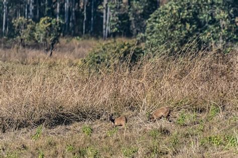 Premium Photo | Deer in the meadow wildlife conservation area