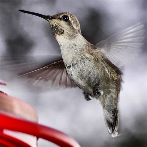 Juvenile Male Costa’s Hummingbird with Nest Band and Incoming Gorget in Ramona, Ca - June 24 ...