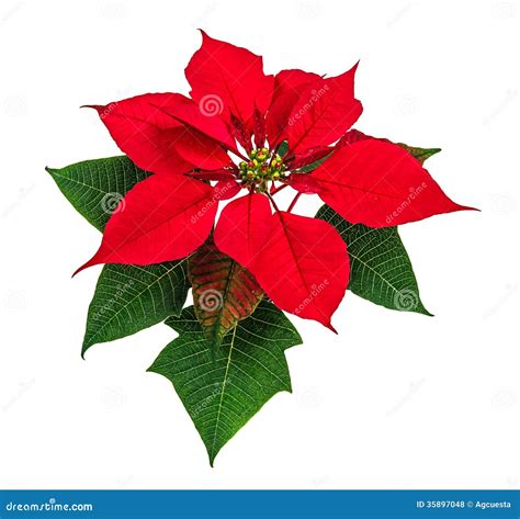 Poinsettia flower stock photo. Image of petals, nature - 35897048