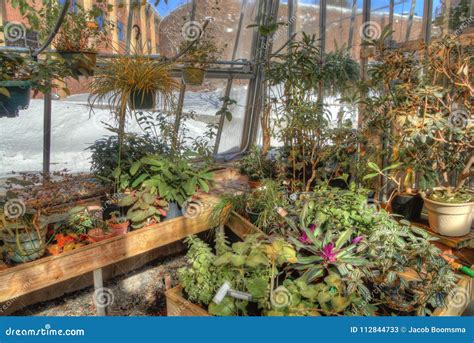 Plants Growing in a Greenhouse in Winter Stock Image - Image of nature, growth: 112844733