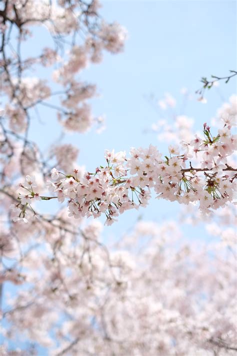 Korean Cherry Blossoms Wallpapers - Wallpaper Cave