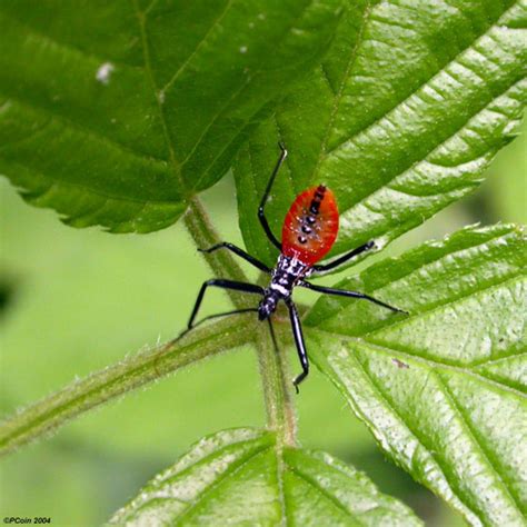 Wheel Bug Nymph - Arilus cristatus - BugGuide.Net