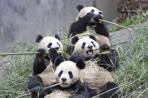 Bamboo – The Giant Diet of the Giant Panda | Pandas International