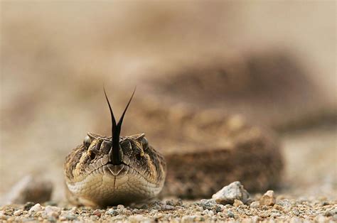 How To Identify Oklahoma's Venomous & Dangerous Snakes