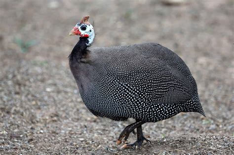 Guinea Fowl: Everything You Need to Know About These Unique Birds ...