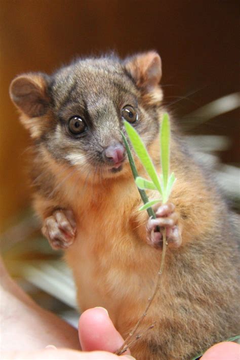 This orphaned Ringtail Possum has made an amazing recovery since ...