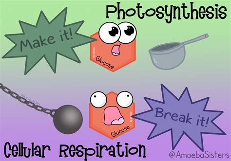 Photosynthesis and Respiration - SCIENCE WITH THE AMOEBA SISTERS