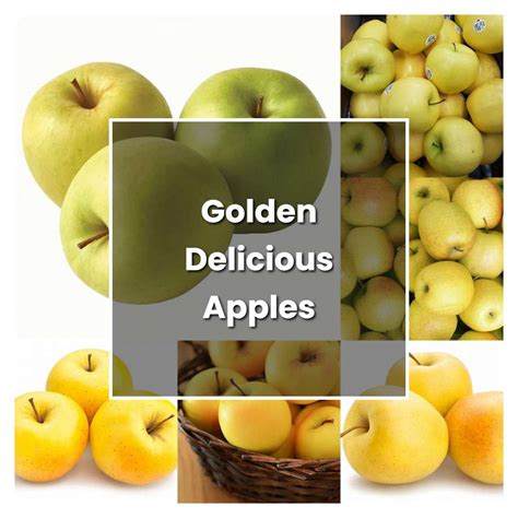 How to Grow Golden Delicious Apples - Plant Care & Tips | NorwichGardener