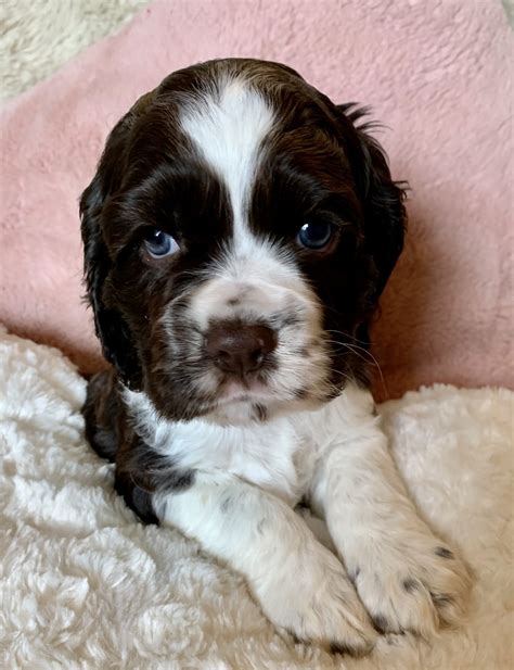 American Cocker Spaniel Puppies For Sale | Jonesboro, AR #321748