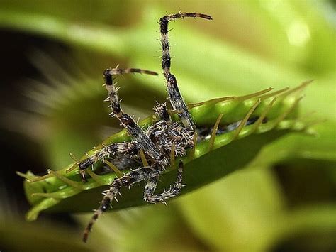 New plant discovered in the Philippines is a giant rat-eating plant ...