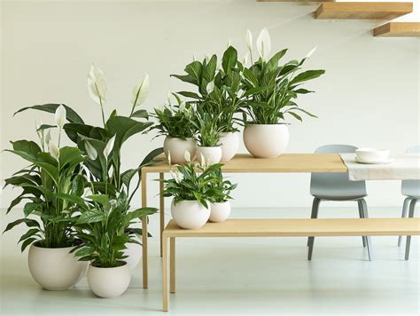 Top tips for healthy houseplants | Blog at Thompson & Morgan