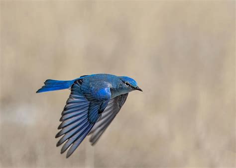 Mountain Bluebird Male in Flight Photograph by Dawn Key - Fine Art America