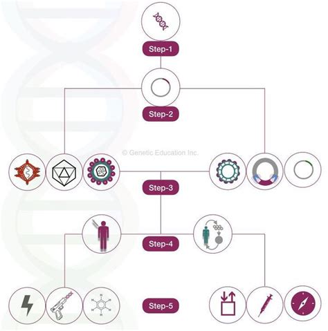 a diagram showing the steps in how to make a genenaplastic model