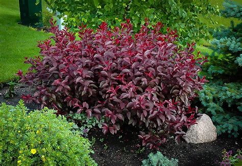 Purple Leaf Sandcherry Shrubs For Sale | The Tree Center