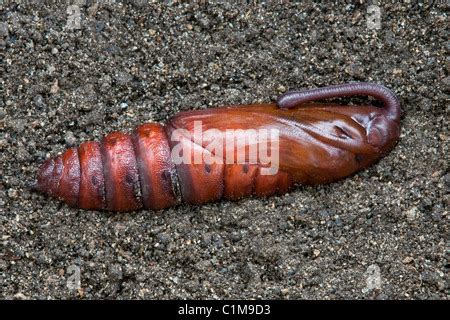 Pupa of a Tomato Hornworm Moth or Five-Spotted Hawkmoth (Manduca Stock Photo, Royalty Free Image ...