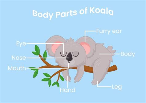 Vector body parts of the cute cartoon koala. Animals anatomy in English for kids. Learning words ...