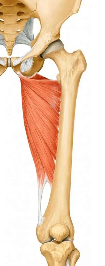 Pictures Of Adductor Magnus