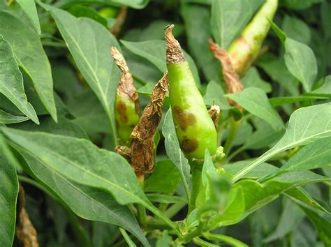 Capsicum (chilli) anthracnose (177)