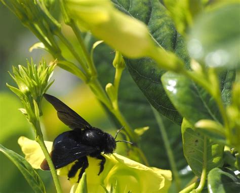 All About Black Bees - Minneopa Orchards