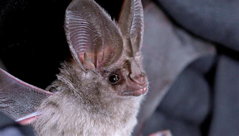 Bats evolved diverse skull shapes due to echolocation, diet | UW News