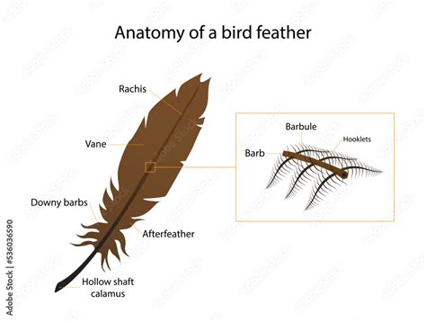 Stockvector illustration of biology and animals, Anatomy of a bird ...