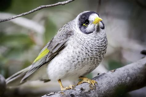 Noisy miner bird perch on a tree branch Free Photo Download | FreeImages