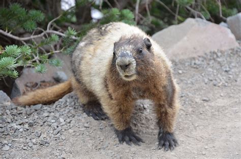 Cascades Marmot, Washington State