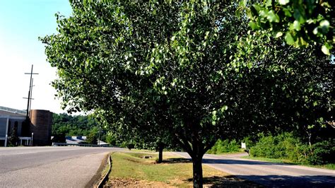 Bradford Pear Tree Trimming - Tree Choices