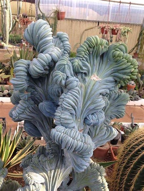 40 strange & unique succulents you've probably never seen before Weird Plants, Unusual Plants ...