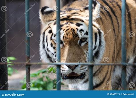 Tiger walk in zoo cage stock image. Image of dangerously - 42603121