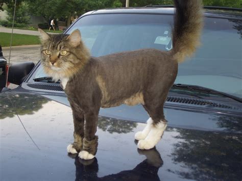 long hair cat haircuts Cat Lion Cut, Cut Cat, Cat Haircut, Dog Haircuts, Cat Lifespan, Basic Dog ...