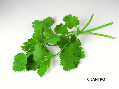 Human Feces Tainted Cilantro from Mexico Sickens Hundreds in US | Food ...