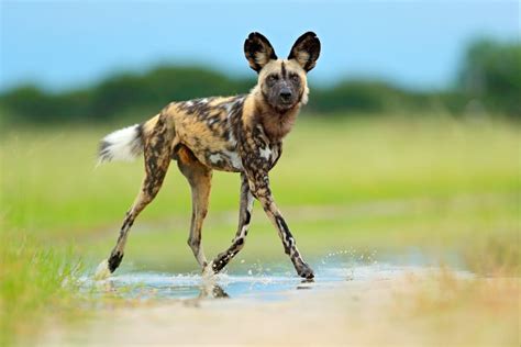 Why is the African Wild Dog Endangered?