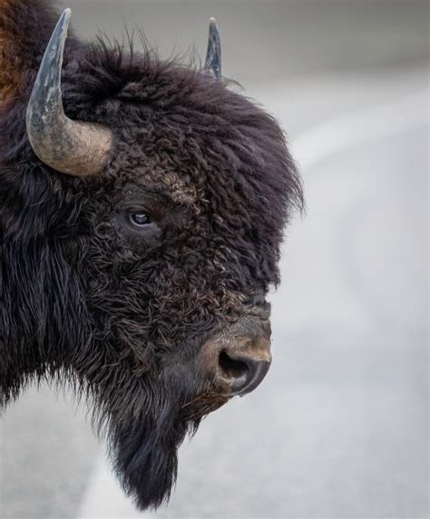 The Ultimate Guide To Wyoming Bison Hunting - Alpha and Omega Outdoors