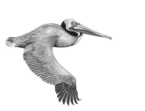 Pelican in Flight Pelican Drawing Pelican Print Bird Art - Etsy