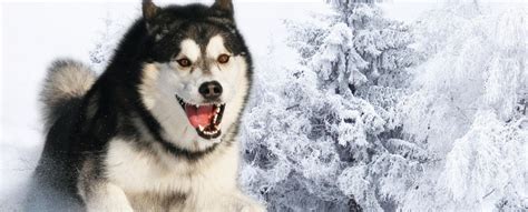 Siberian Husky Temperament | With Children | Howling