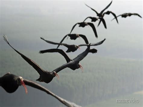 Why do birds fly in a V formation?