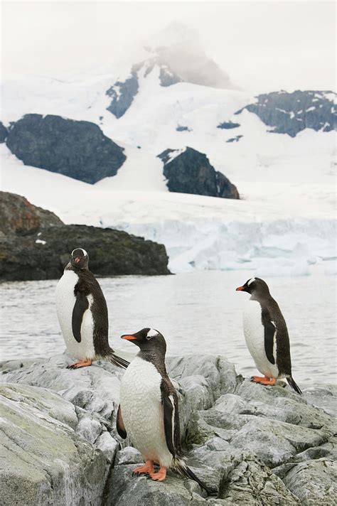 Gentoo Penguins Photograph by William Ervin/science Photo Library ...