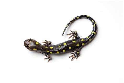 Spotted Salamander #1 by Martin Shields