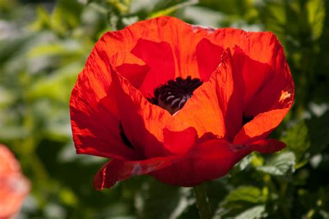 1000 Red TURKISH POPPY Heirloom Papaver Somniferum Flower