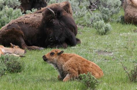 Yellowstone Wildlife Tours | Yellowstone Wildlife Profiles