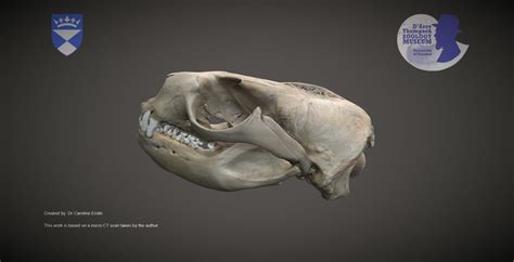 Sea lion skull - Download Free 3D model by University of Dundee Museum ...