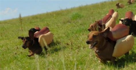 Funniest Weiner Dogs Running in a Field – Funny Dogs Gallery